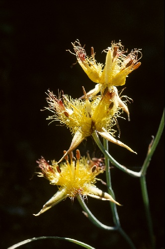 Calochortus obispoensis